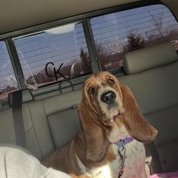 Basset Hound All Grown Up from Staci Sills