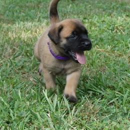 Mastiff Puppies from Two Ponds Mastiffs