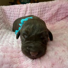 Girl 1 - female Labrador Retriever puppy in Gainesville, Georgia from Rucker Retrievers