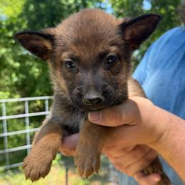 Rani - female Belgian Malinois puppy in Sheridan, Arkansas from Dark Sky Kennels