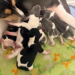 Girl 6 - Black white and tan female Rat Terrier puppy in Marshall, North Carolina from Meadows Rat Terrier