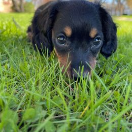 Dachshund Puppies from Cromwell Cogsworth Dachshunds of South West Michigan