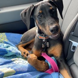 Doberman Pinscher Puppies from Jensen Dobermans