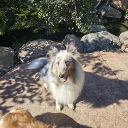 Shetland Sheepdog All Grown Up from Cassandra Brinkerhoff