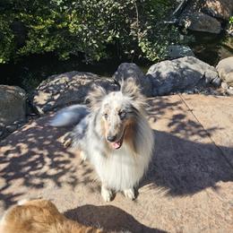 Shetland Sheepdog All Grown Up from Cassandra Brinkerhoff