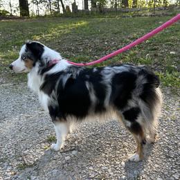 Vixen - Miniature American Shepherd