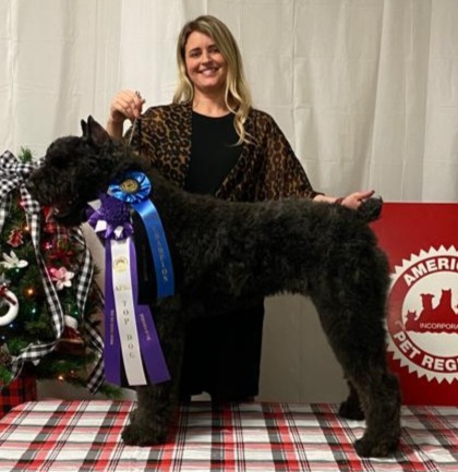Cosmo - Bouvier des Flandres