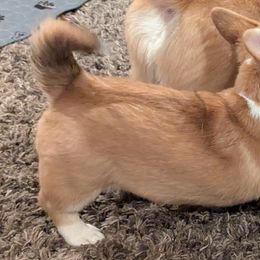 Hera - Pembroke Welsh Corgi