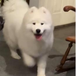 Dasher - Samoyed