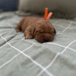 Orange collar- Woodstock - Dark golden male Golden Retriever puppy in El Dorado Hills, California from Golden Wiggle Retrievers