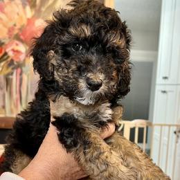 Rue (Carli) - Tri-color Bernedoodle puppy in Knoxville, Tennessee from Bright Side Doodles
