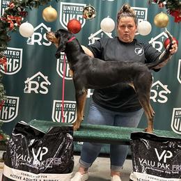 Willow - Bluetick Coonhound