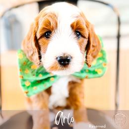 Arlo - Red  male Goldendoodle puppy in Mahomet, Illinois from Jordan Family Doodles