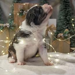 Australian Shepherd puppies from Rocking Diamond