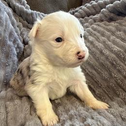 Phoenix - Blue merle female Border Collie puppy in Mckinney, Texas from Border Collies of Ruidoso