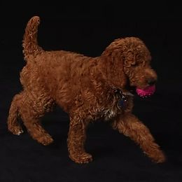 Poodle Puppies from Celebrity Red Standards