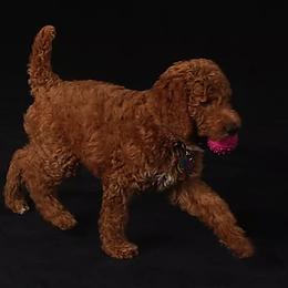 Poodle Puppies from Celebrity Red Standards