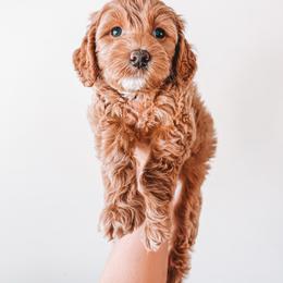 Jefferson (Black Collar) - Red  male Goldendoodle puppy in Beaverton, Oregon from Henry Elliots
