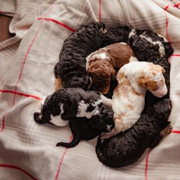 Poodle Puppies from Setting the Standard Poodles