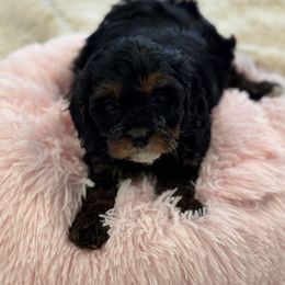 Cavapoo and Shihpoo Puppies from Haus of Doodles