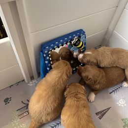 Nova Scotia Duck Tolling Retriever Puppies from Tallyho Tollers