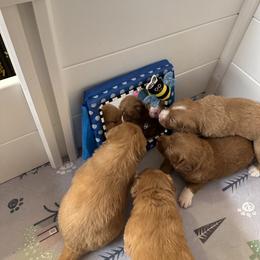 Nova Scotia Duck Tolling Retriever Puppies from Tallyho Tollers