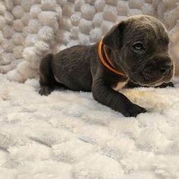 Orange collar - Gray male Cane Corso puppy in Fritch, Texas from Carrie Brown's Cane Corsos