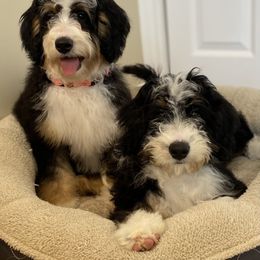 Bernedoodle and Goldendoodle Puppies from Doodles by Darren