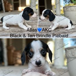 Atlas - Piebald male Dachshund puppy in Gatesville, Texas from Emily’s Doxie Domain