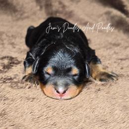 Indie - Tri-color female Bernedoodle puppy in Cleveland, Georgia from Jam's Doodles And Poodles