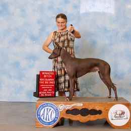 Blondie - Xoloitzcuintli