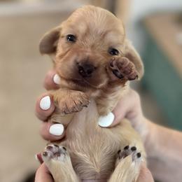 Barbie - Cream female Dachshund puppy in Cypress, Texas from Cypress Dachshunds