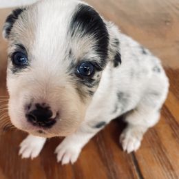 Australian Shepherd Puppies from Whitney Hill Aussies