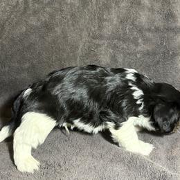 Cavalier King Charles Spaniel and Miniature Schnauzer Puppies from Lennox Thompson