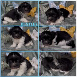 Bentley - AKC - Black and white male Havanese puppy in Verden, Oklahoma from Holcombs Puppy Ranch