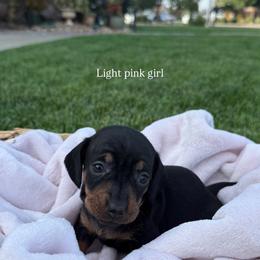Light pink collar girl - Black and tan female Dachshund puppy in Modesto, California from The dachshunds