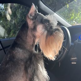 Rocky - Miniature Schnauzer