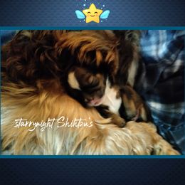 Shih Tzu Puppies from Starrynight Shih Tzu