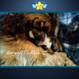Shih Tzu Puppies from Starrynight Shih Tzu