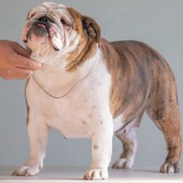 Bulldogs from Mansi Bulldogs