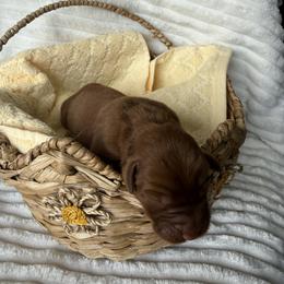 Pickle - Yellow male Labrador Retriever puppy in Angola, Indiana from Reniers Labrador Retrievers