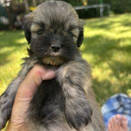 Cheyenne - Grizzle female Lhasa Apso puppy in Albany, Georgia from Clark's Lhasas