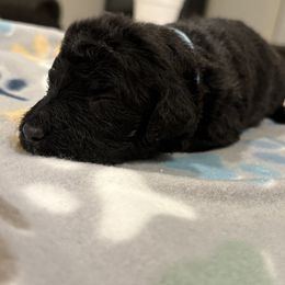 Goldendoodle and Poodle Puppies from Southern Stroll Poodles & Doodles