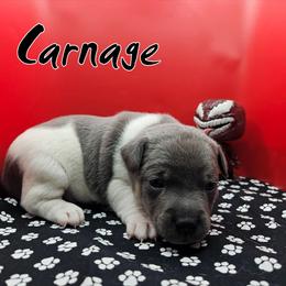 Carnage - Blue white and tan male Rat Terrier puppy in Lynn, Alabama from Cryptic Rat Terriers