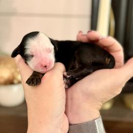 Topaz- brown collar - Tri-color male Bernedoodle puppy in Salt Lake County, Utah from Coco Avenue Pups