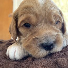 Cockapoo Puppies from ApplebyFarm