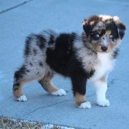 Australian Shepherd and Miniature Australian Shepherd Puppies from Canyon Creek Aussies