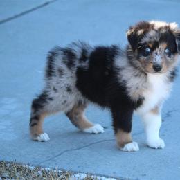 Australian Shepherd and Miniature Australian Shepherd Puppies from Canyon Creek Aussies
