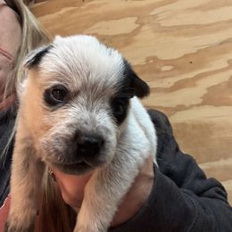 Boy 3 - Blue speckled male Australian Cattle Dog puppy in Valley Mills, Texas from Bottoms Up Cattle Dogs