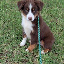 Annie - Red tri-color female Miniature American Shepherd puppy in Douglass Ks, Kansas from Magnolia Tree Miniature American Shepherds